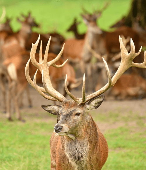 Dachigam